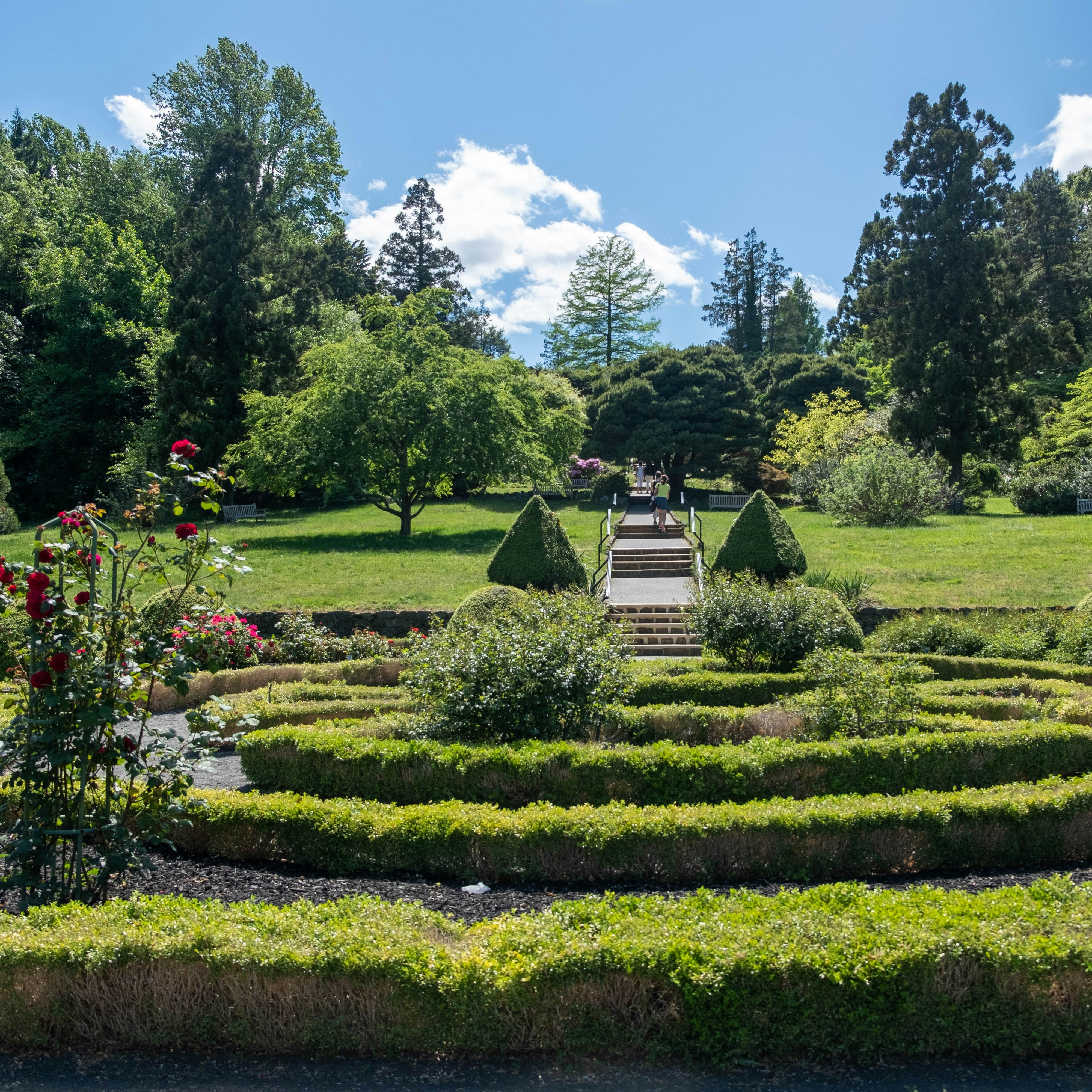 Beautiful formal garden with geometric hedges, blooming roses, and steps leading up to a grassy area surrounded by tall trees.