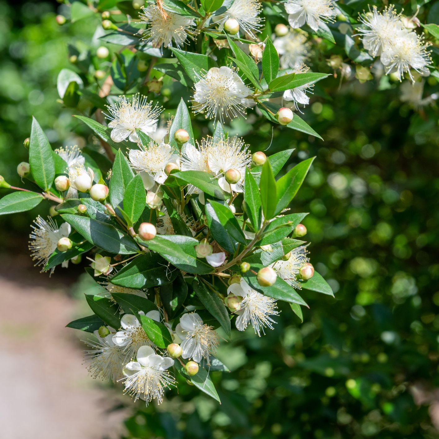 Close-up of a leafy shrub with white flowers and unopened buds in sunlight
