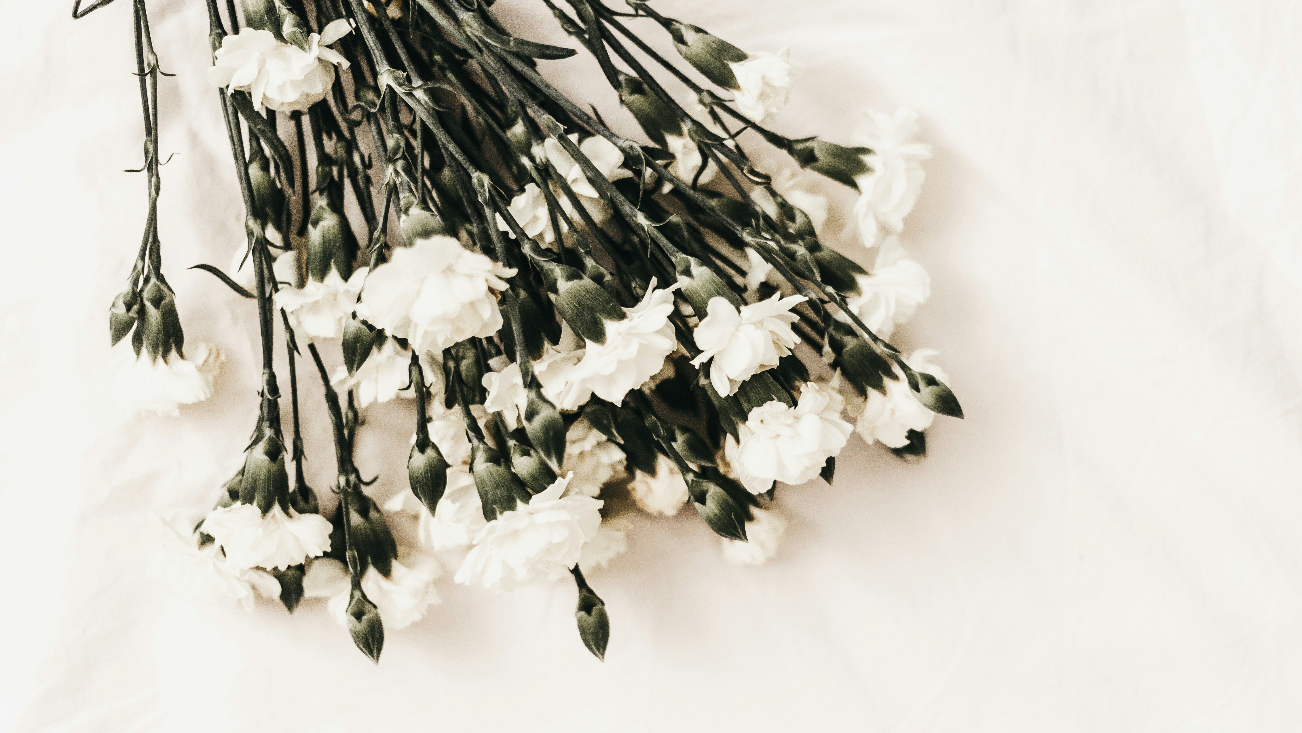 Small white carnations arranged on a pale fabric background