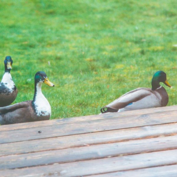 Pavilion lodge suite ducks