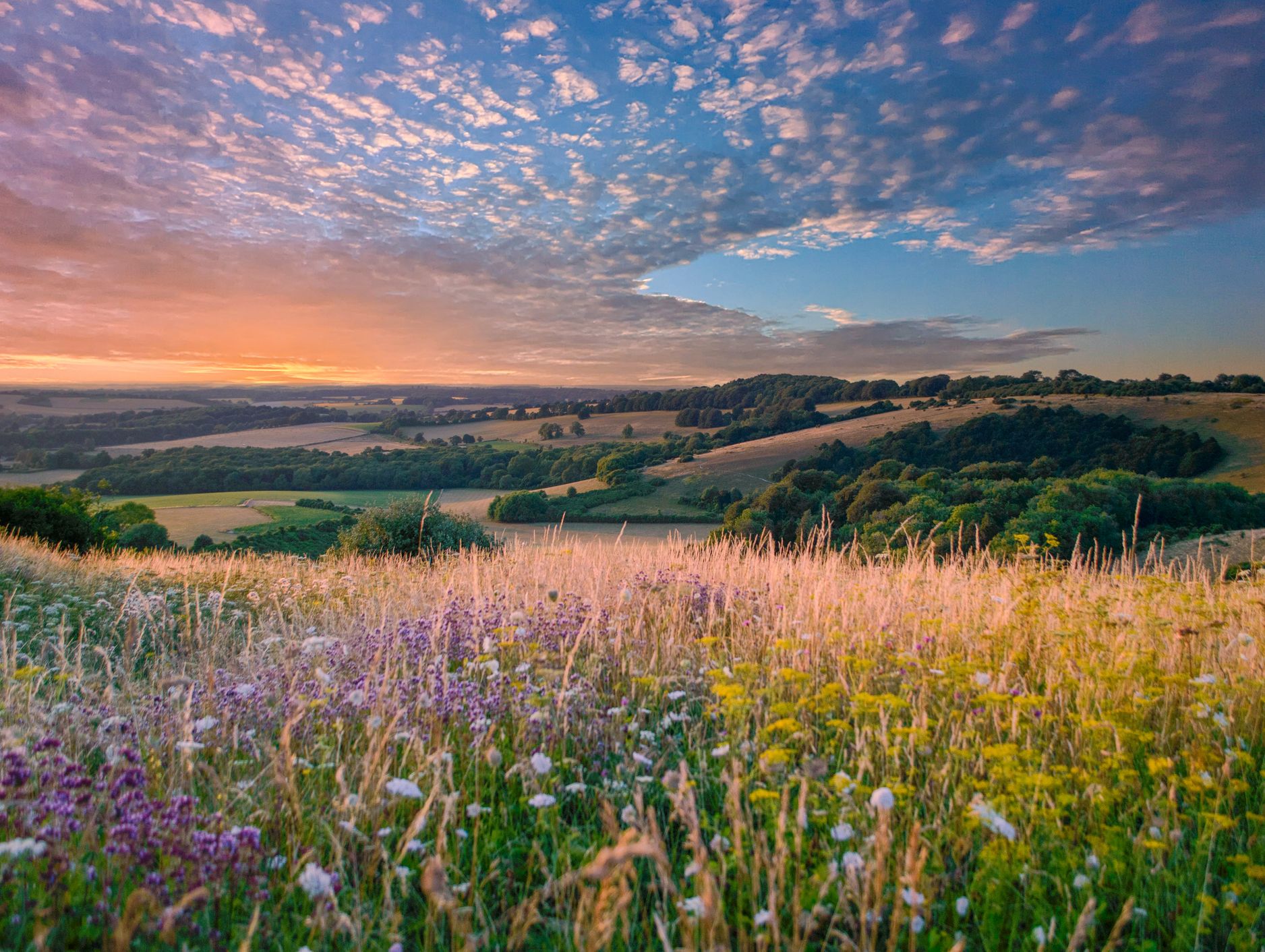 Meadow with colourful flowers and colourful sunset