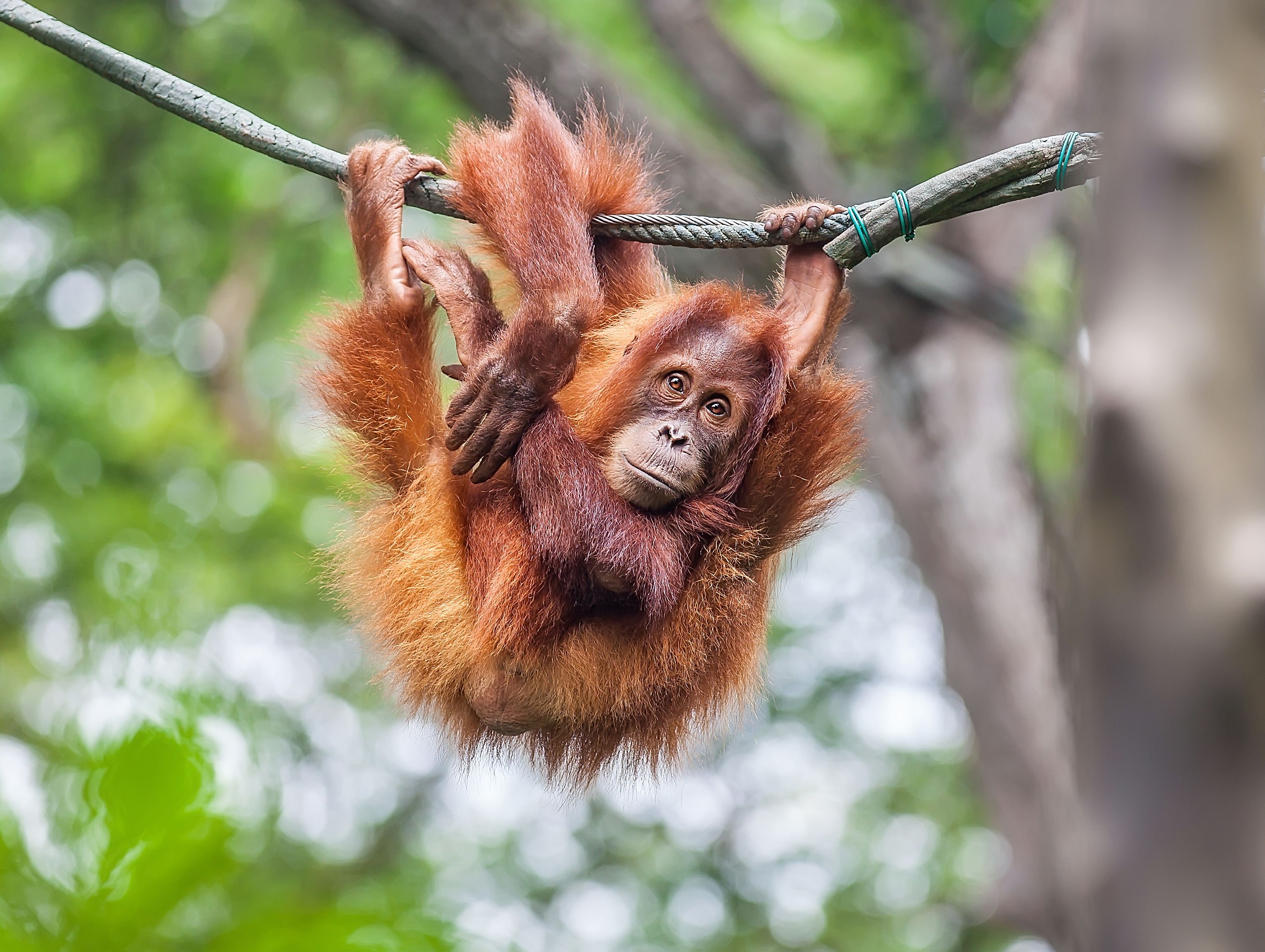 Orangutan hanging off a rope in a zoo