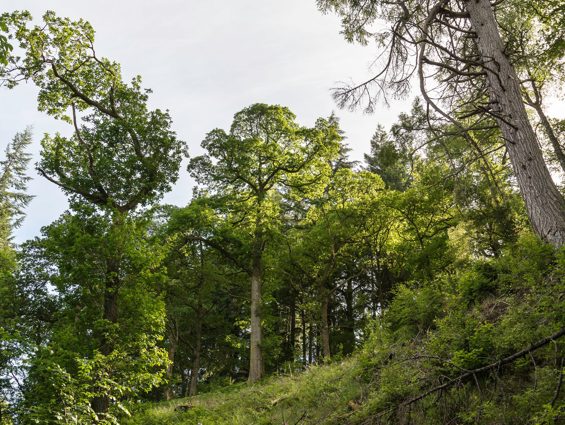 Green trees in a forrest