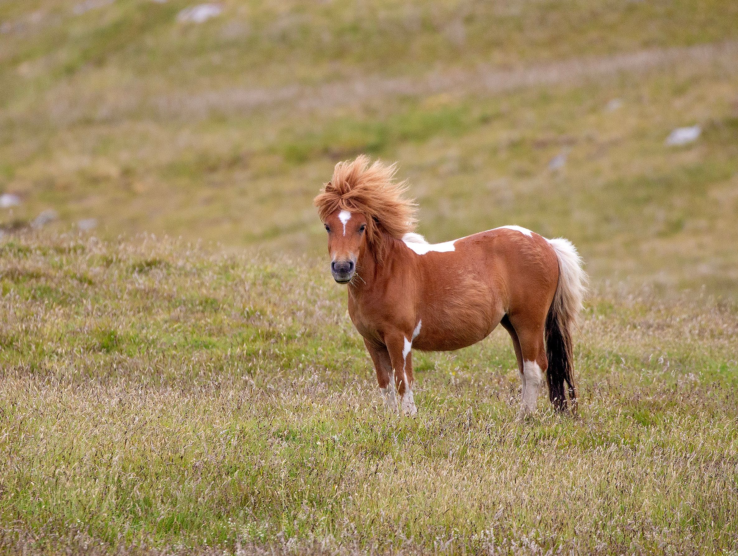 Brown and white wild pony