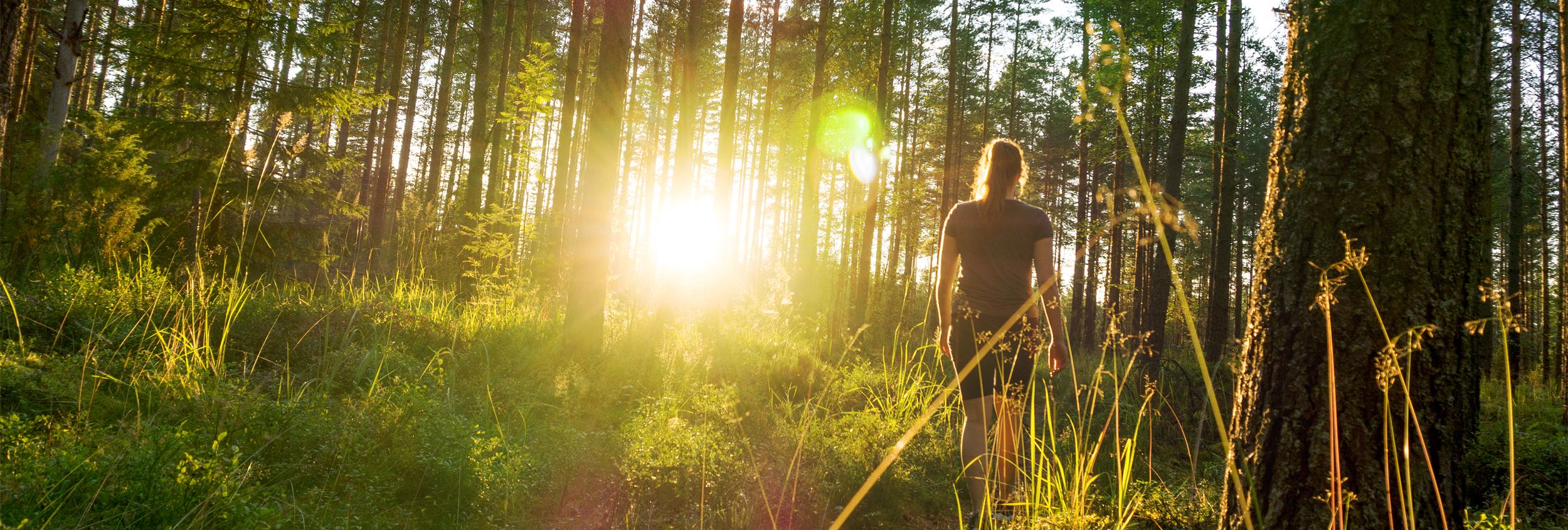 Summer strole through woodland