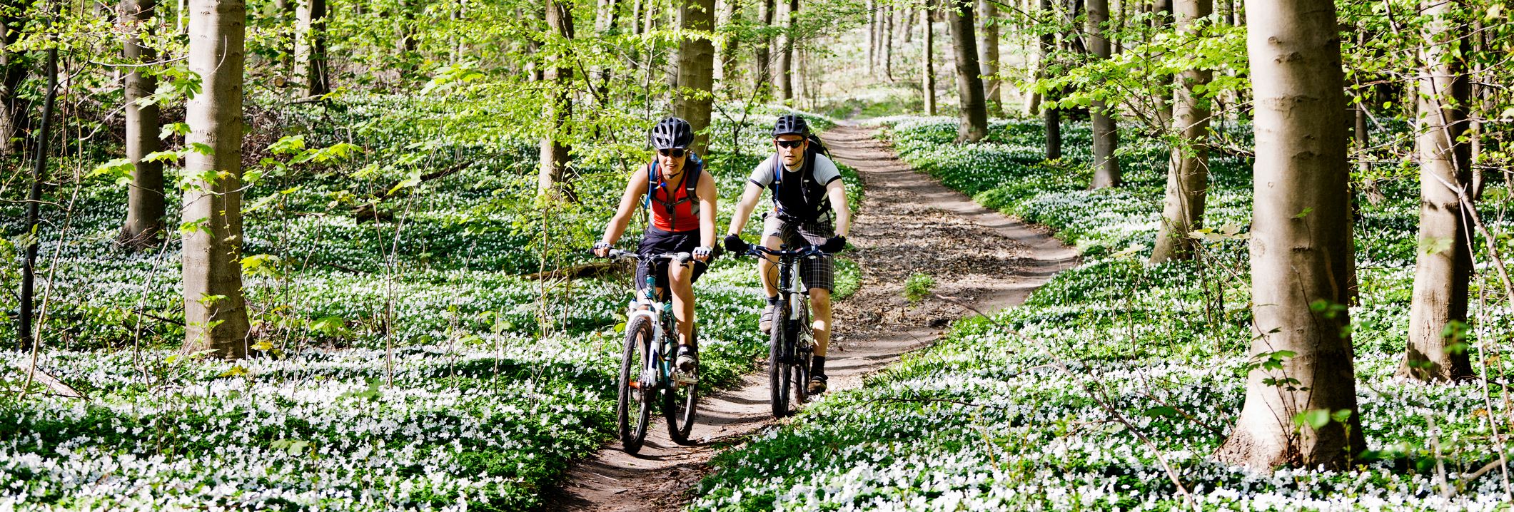 Two cyclists riding on a dirt trail through a lush forest with tall trees and a carpet of white wildflowers under dappled sunlight.