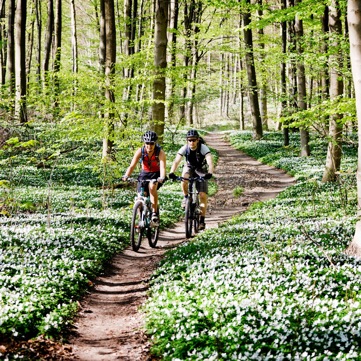 Two cyclists riding on a dirt trail through a lush forest with tall trees and a carpet of white wildflowers under dappled sunlight.
