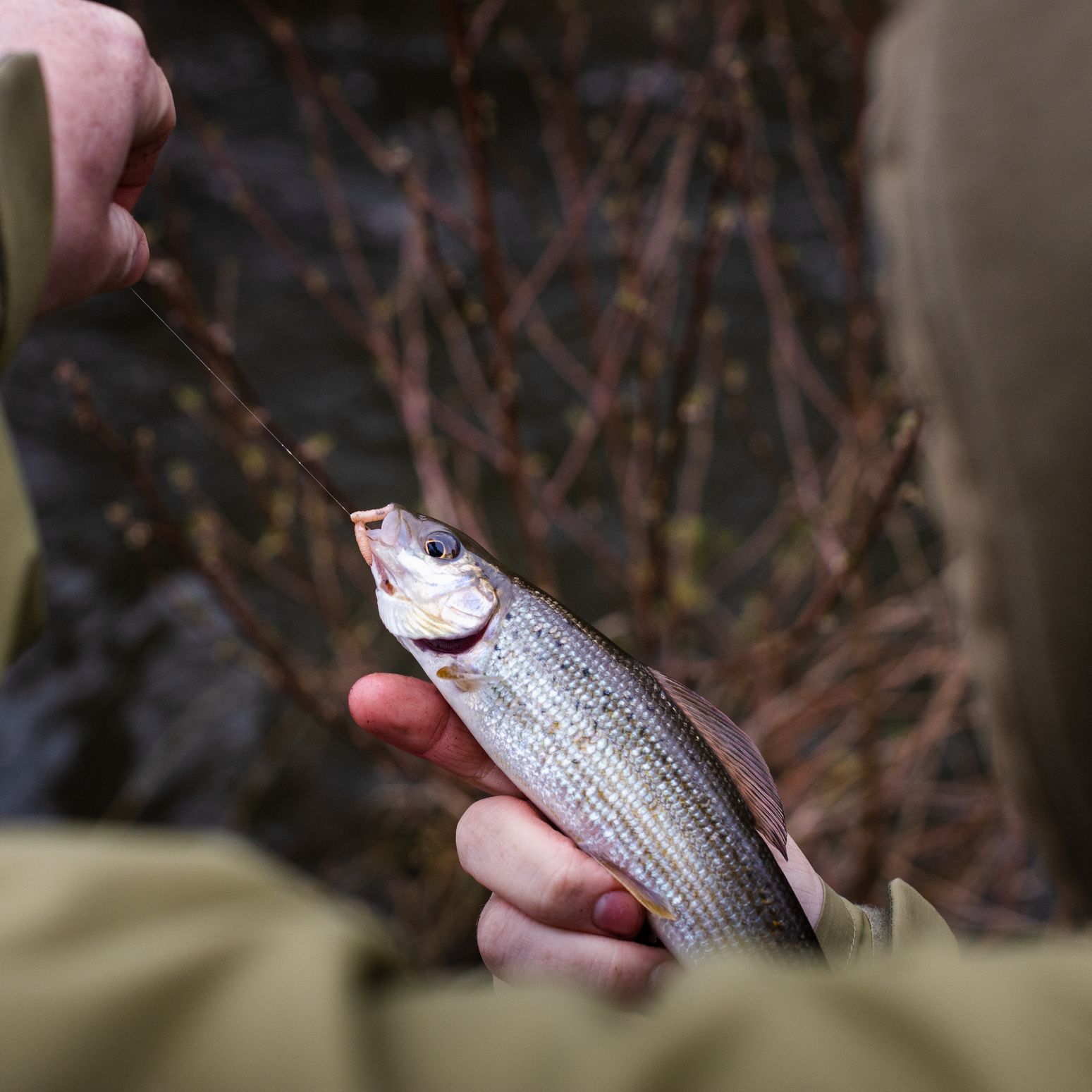 A close-up of a person holding a freshly caught fish by the fishing line, with a blurred background of water and bare branches in a natural outdoor setting.