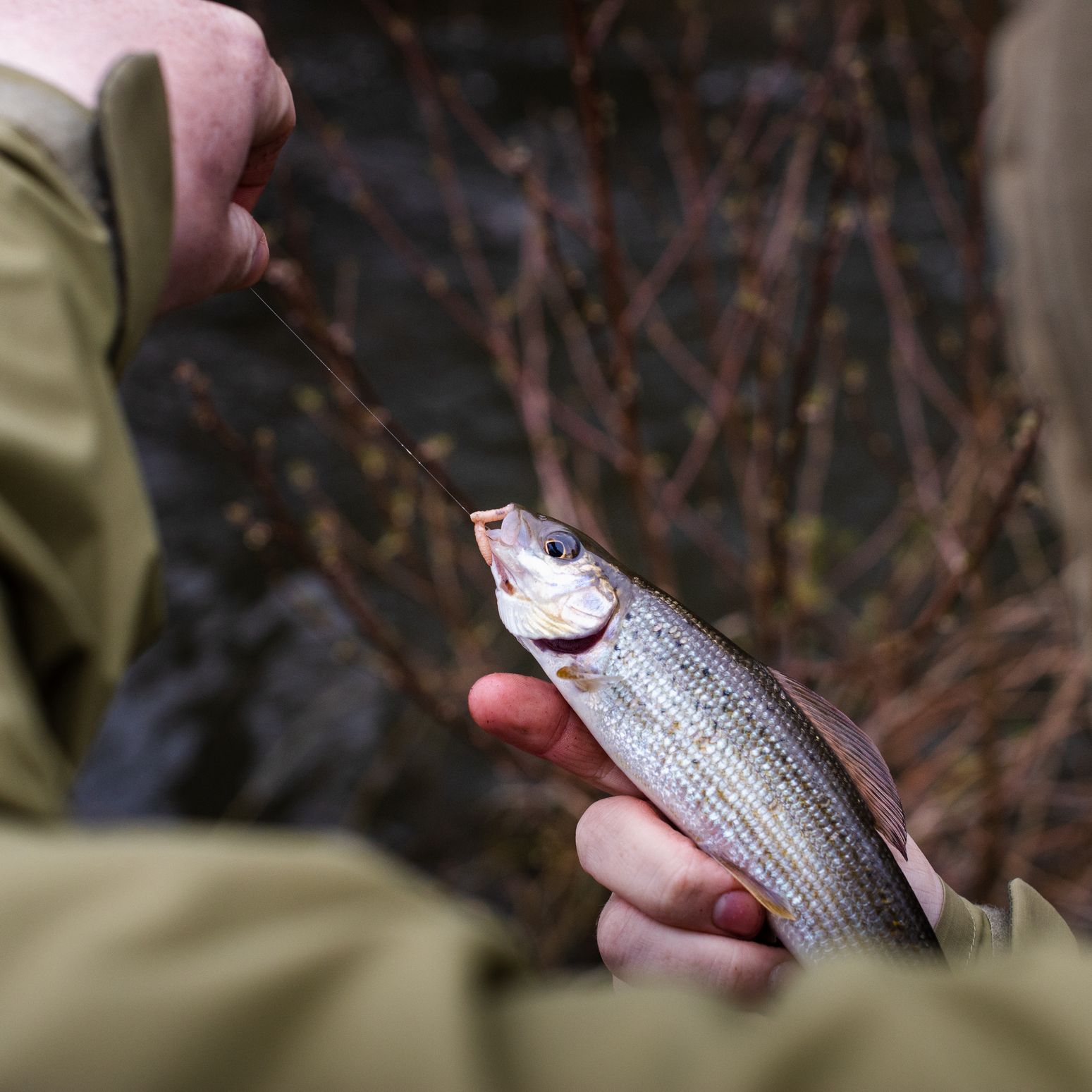 A close-up of a person holding a freshly caught fish by the fishing line, with a blurred background of water and bare branches in a natural outdoor setting.
