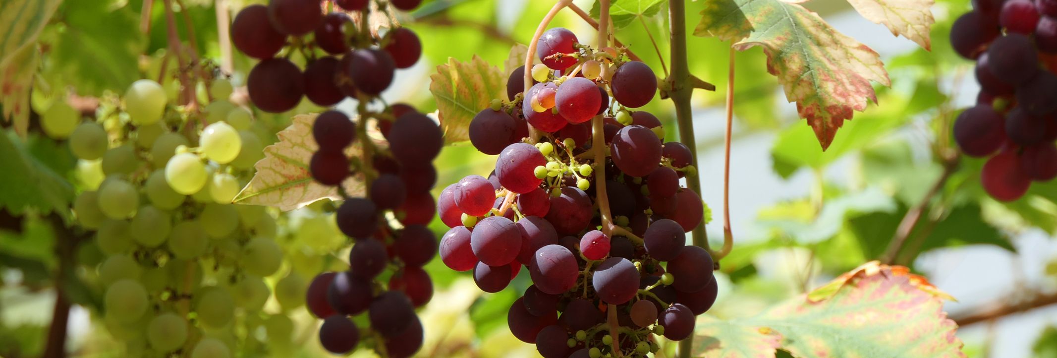 Clusters of ripe red and green grapes hanging from vines, surrounded by lush green leaves in bright sunlight, showcasing a vibrant vineyard scene.