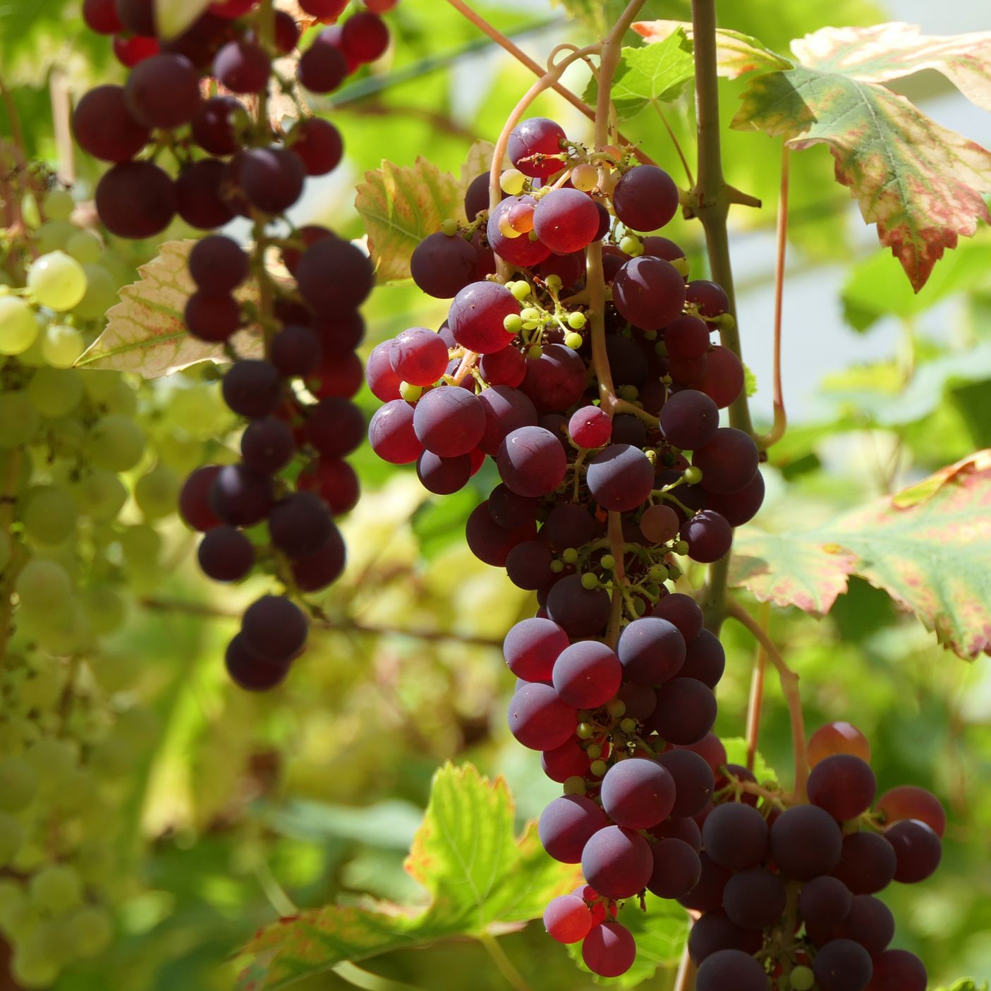 Clusters of ripe red and green grapes hanging from vines, surrounded by lush green leaves in bright sunlight, showcasing a vibrant vineyard scene.