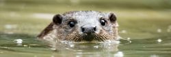 A close-up of an otter's face partially submerged in greenish water, with its curious eyes and wet fur visible, blending into a calm natural habitat.