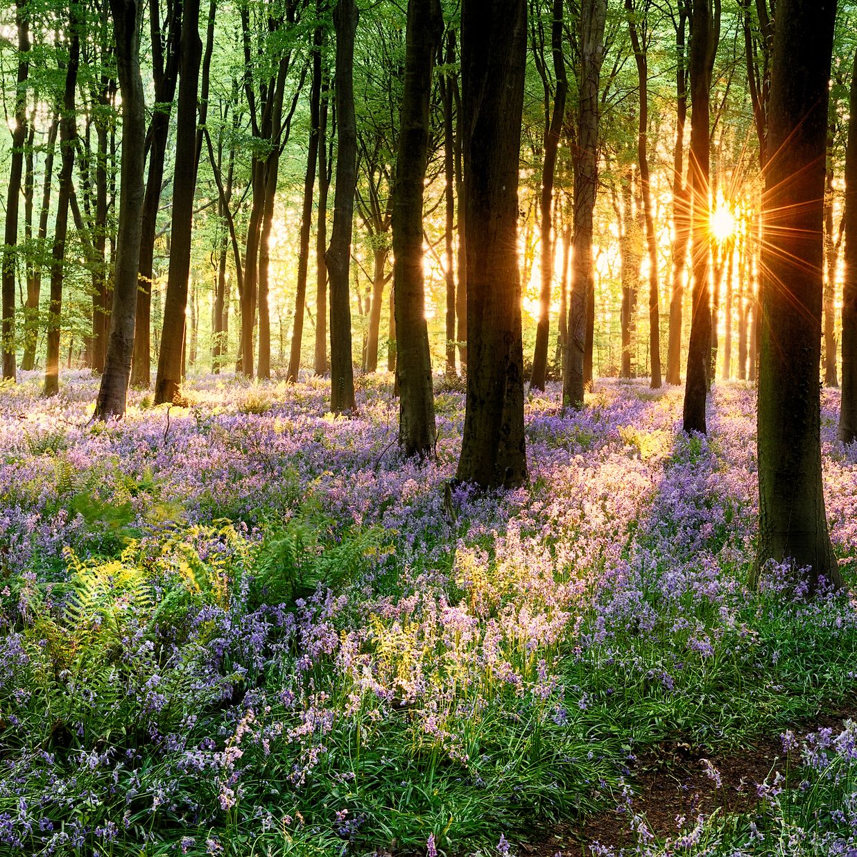 A serene forest at sunrise with tall trees and sunlight streaming through, highlighting a dense carpet of blooming purple flowers on the forest floor.