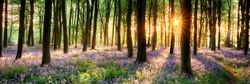 A serene forest at sunrise with tall trees and sunlight streaming through, highlighting a dense carpet of blooming purple flowers on the forest floor.