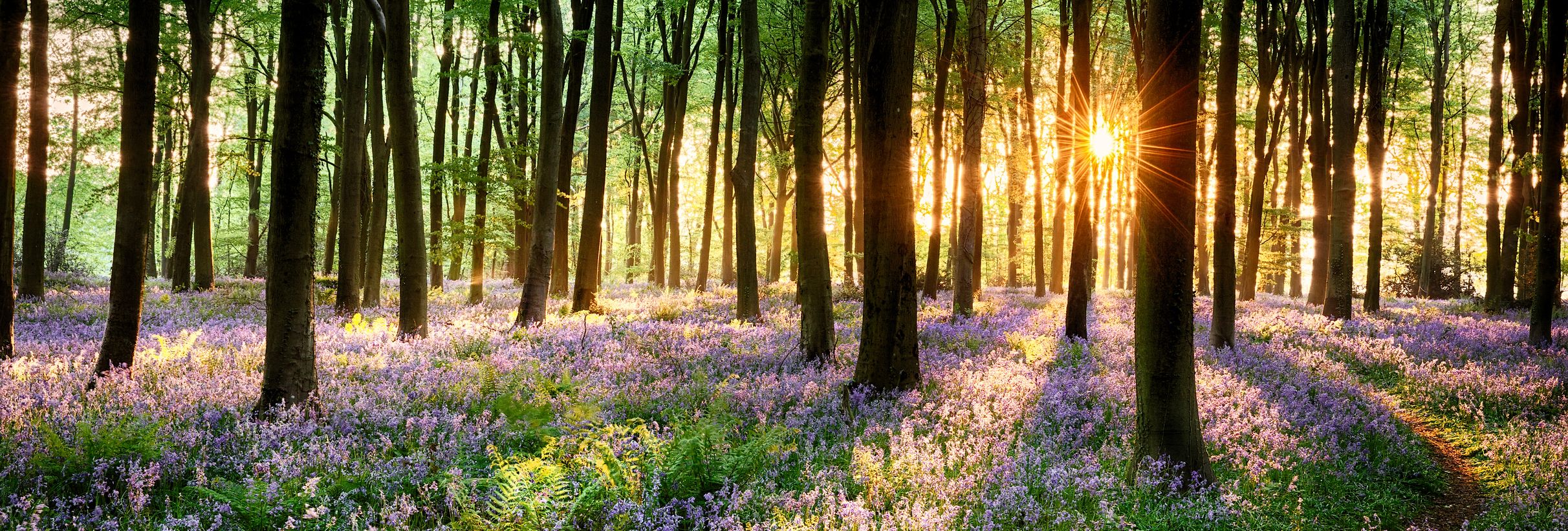 A serene forest at sunrise with tall trees and sunlight streaming through, highlighting a dense carpet of blooming purple flowers on the forest floor.