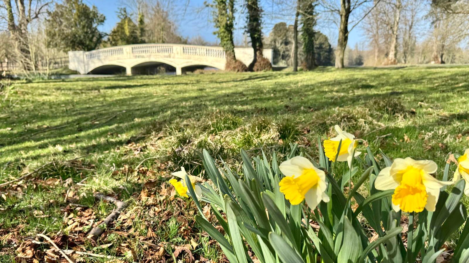 Close-up of vibrant yellow daffodils in full bloom, set against a lush green landscape with a white arched bridge and tall trees in the background on a sunny day