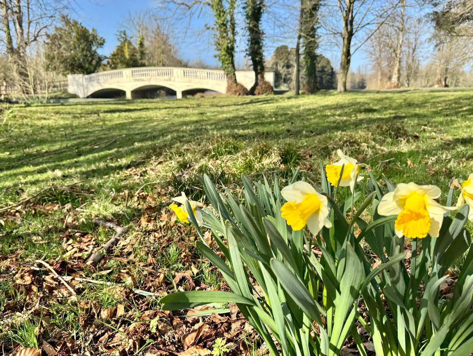 Close-up of vibrant yellow daffodils in full bloom, set against a lush green landscape with a white arched bridge and tall trees in the background on a sunny day