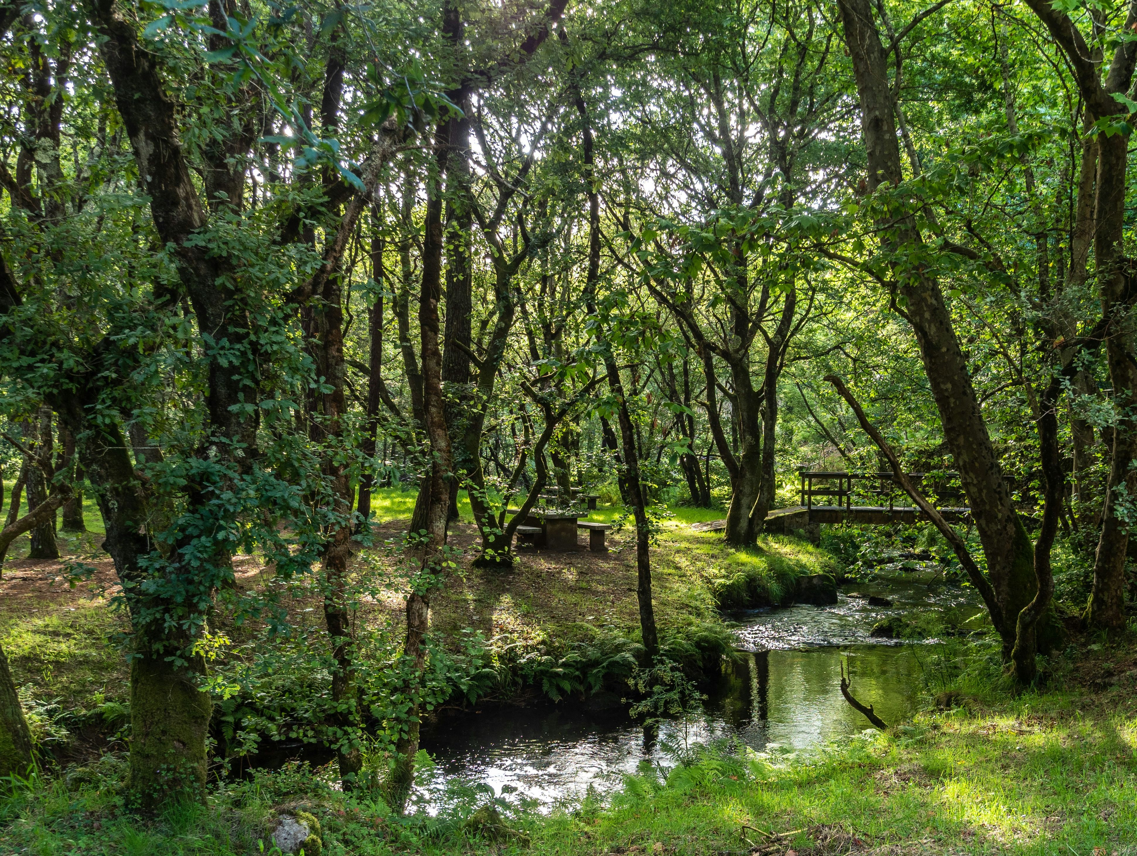 A lush green woodland with tall trees and dense foliage.