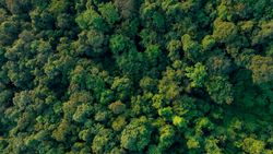 Aerial view of dense green forest