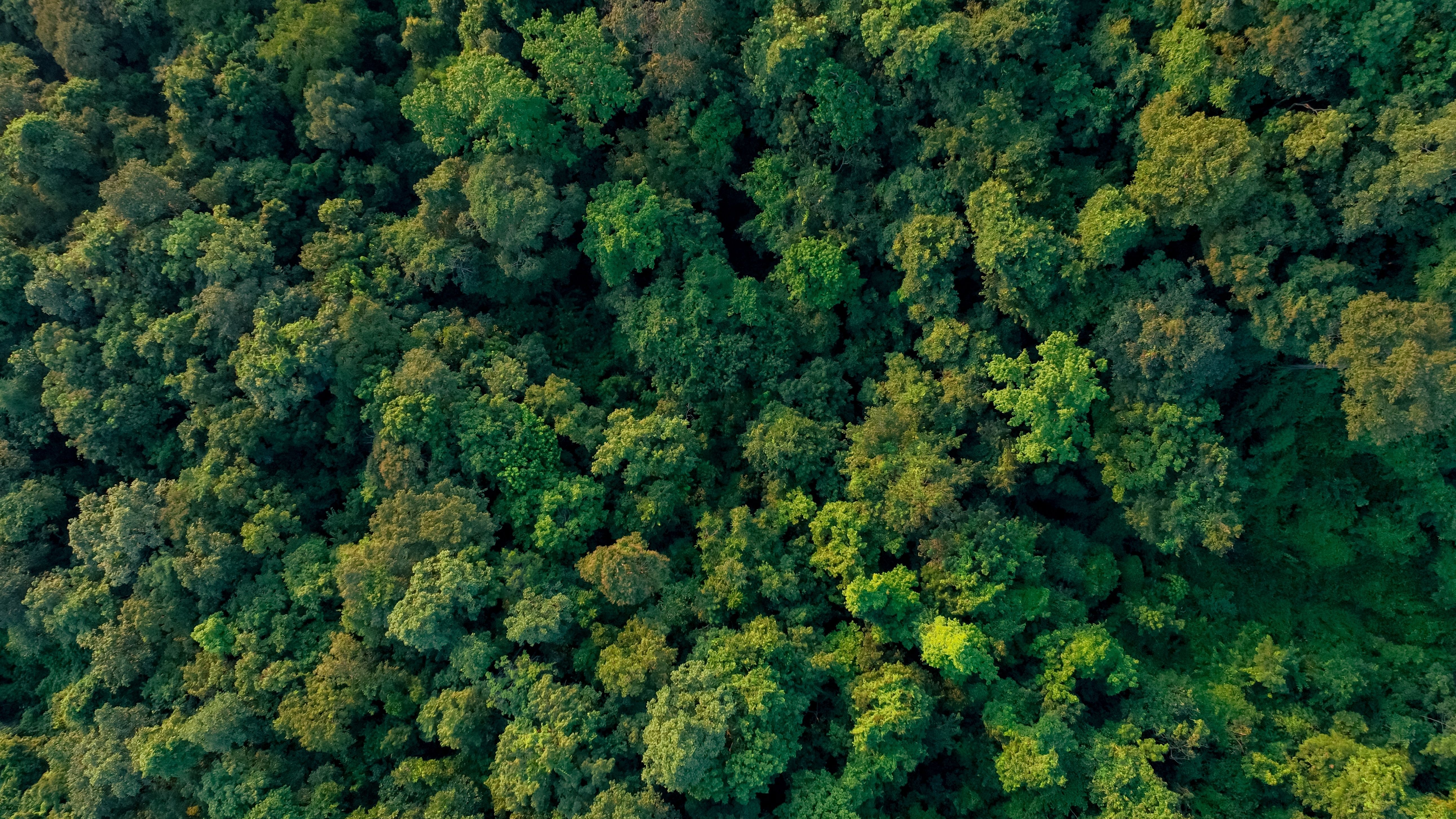 Aerial view of dense green forest