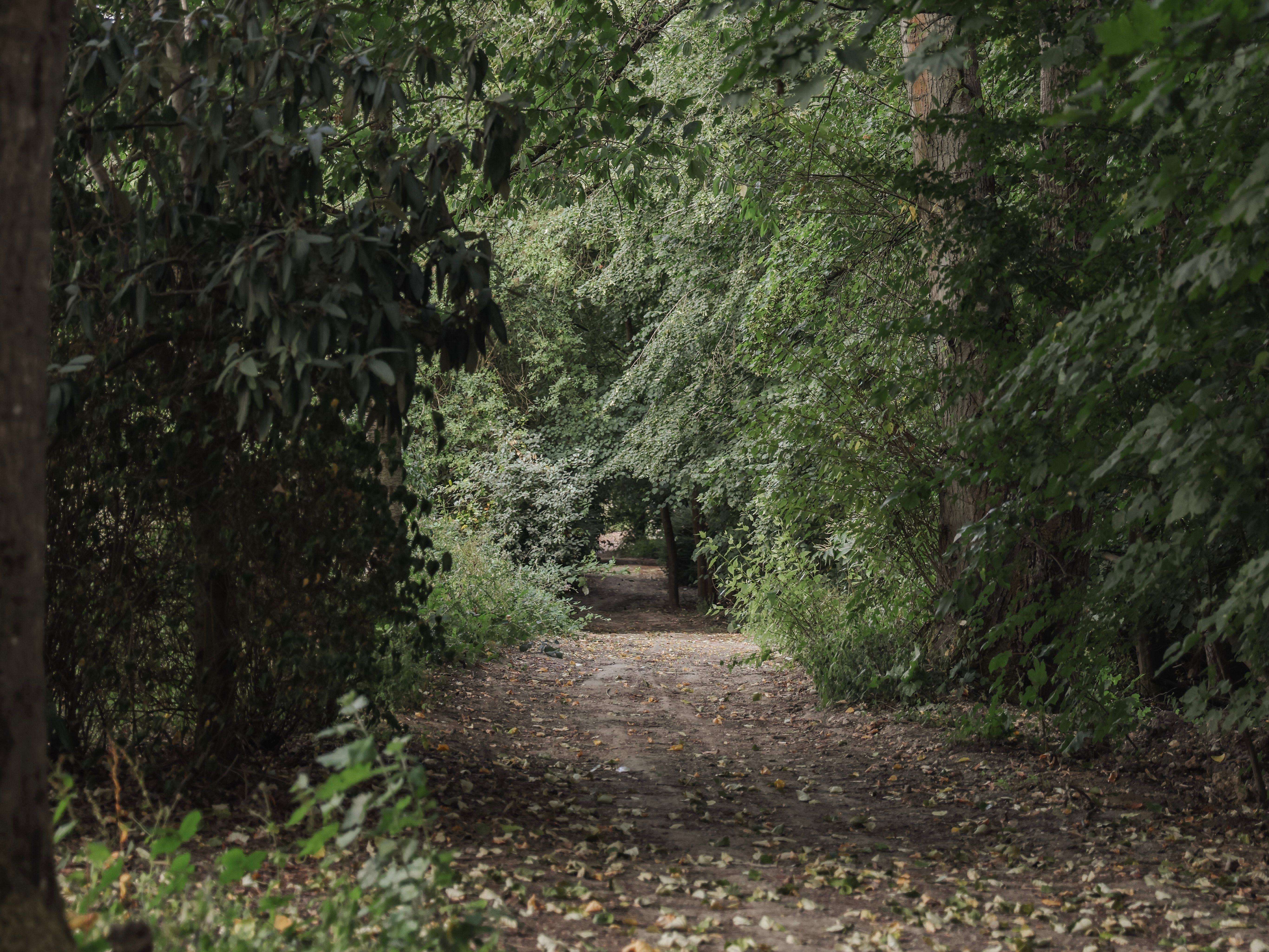 A dirt path winding through a dense green forest with fallen leaves on the ground.