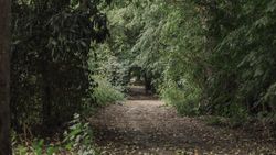 A dirt path winding through a dense, green forest