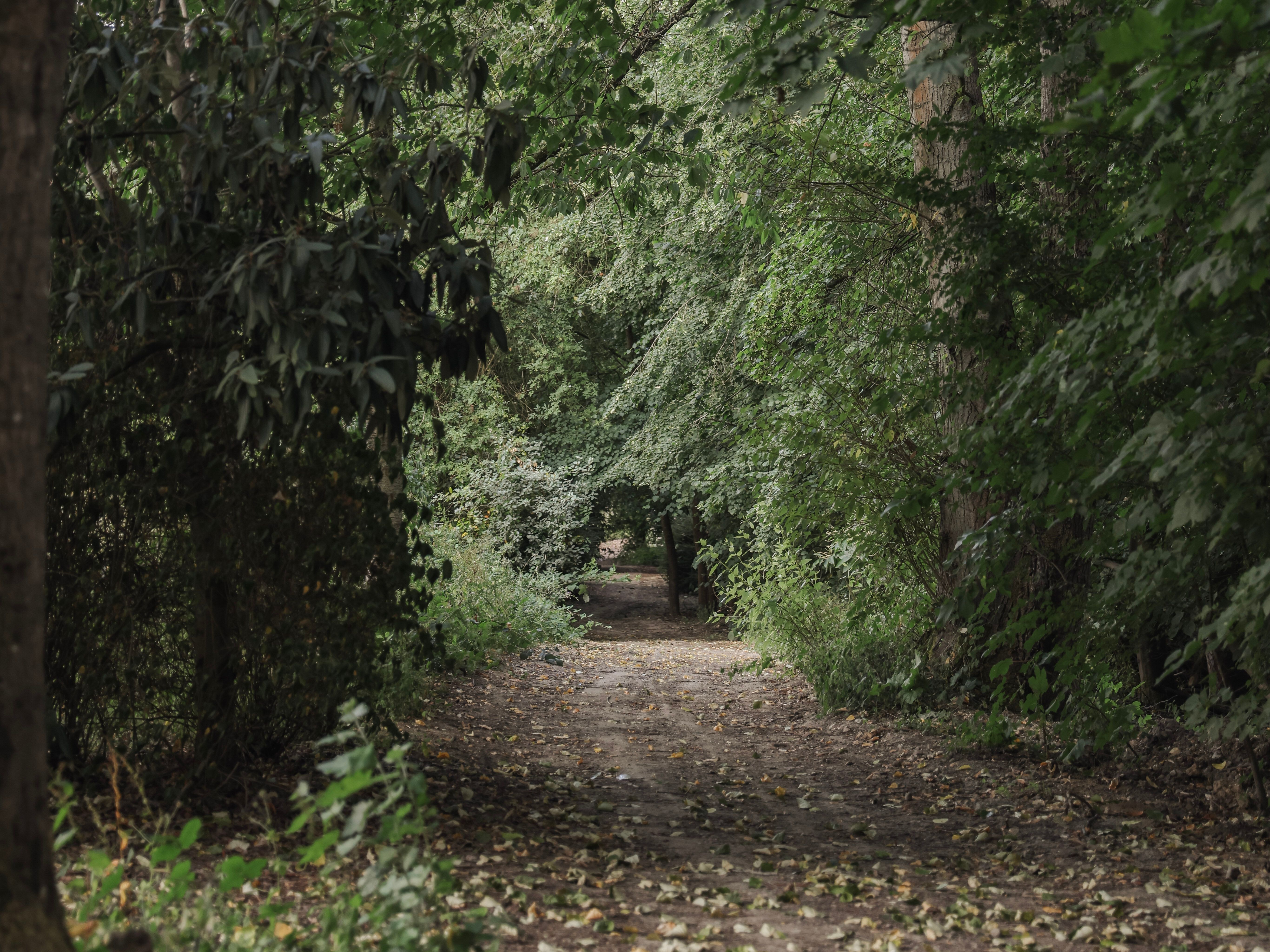 A dirt path winding through a dense, green forest