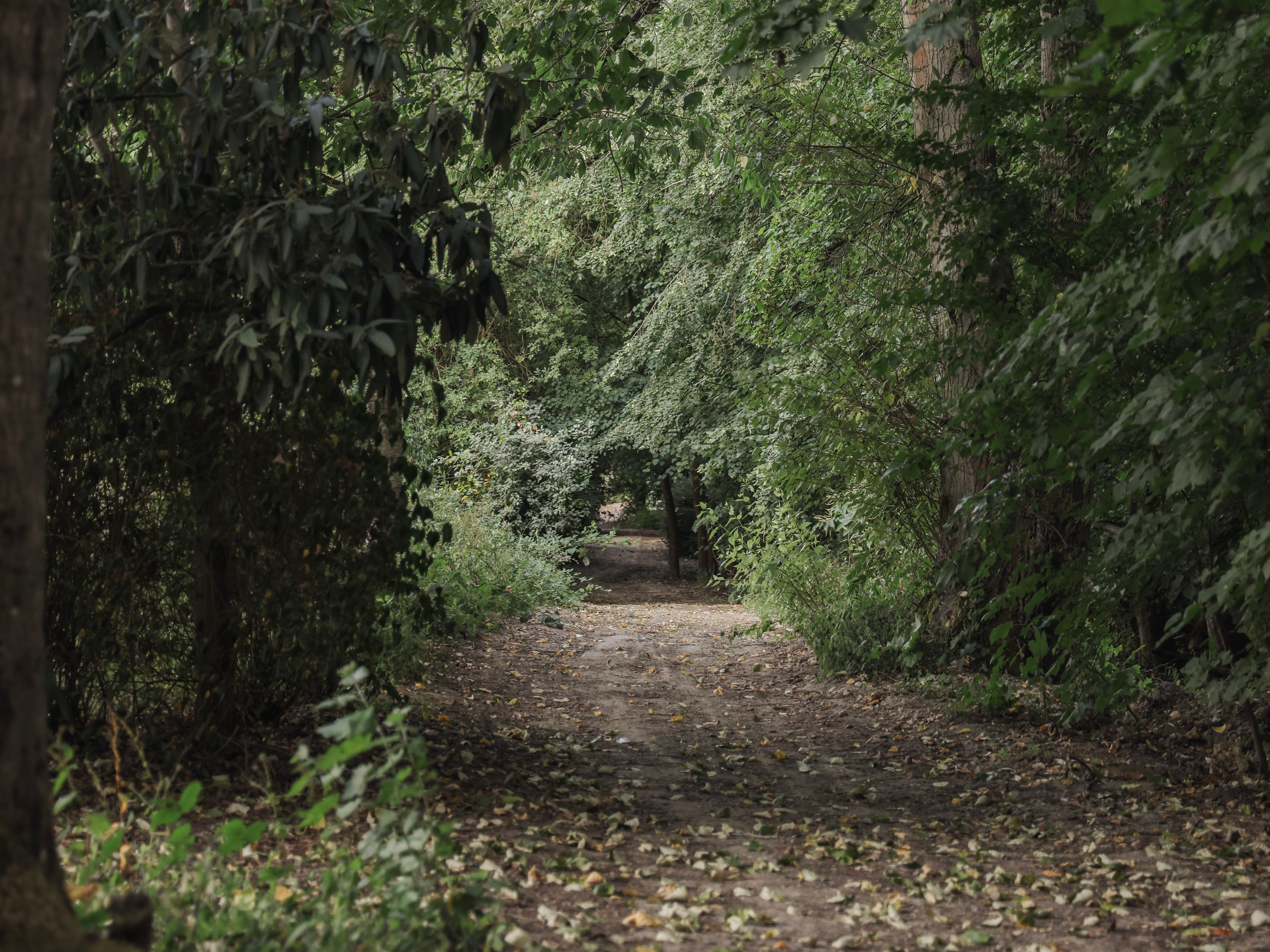 A dirt path winding through a dense, green forest