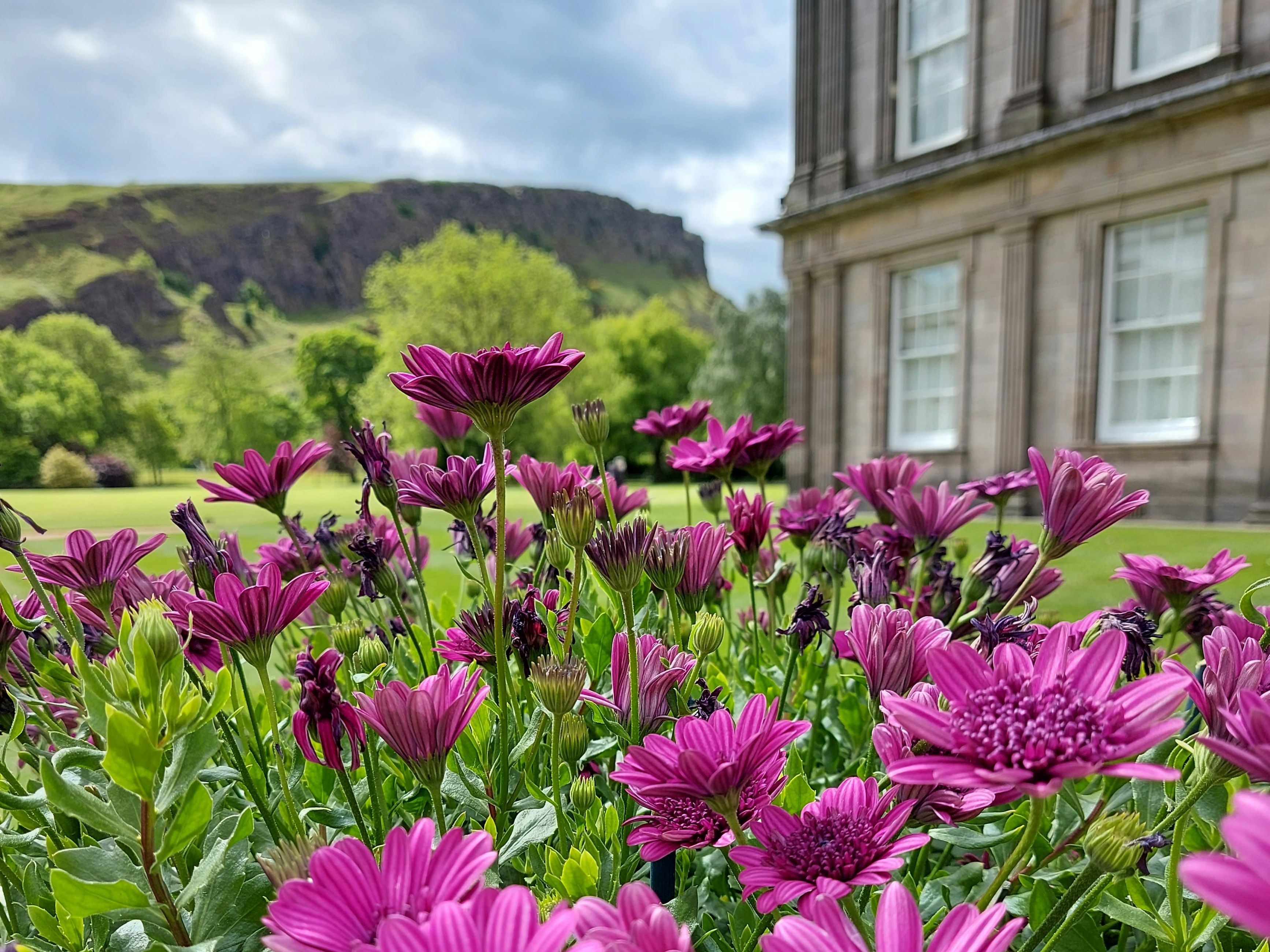 Close-up of vibrant purple flowers in front of an old stone building with large windows and scenic green hills in the background.
