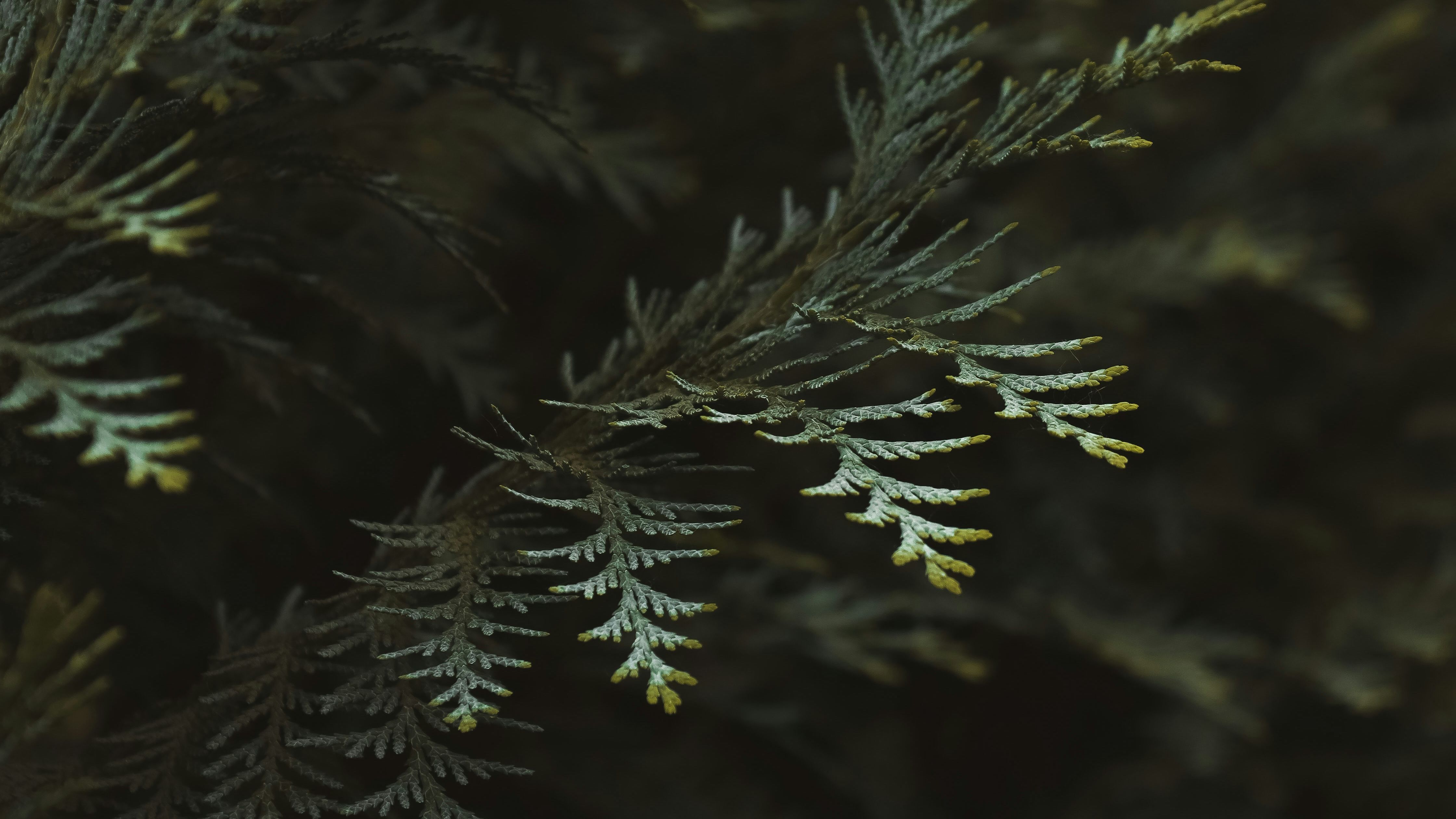 Close-up of green pine or cedar needles with a dark natural background
