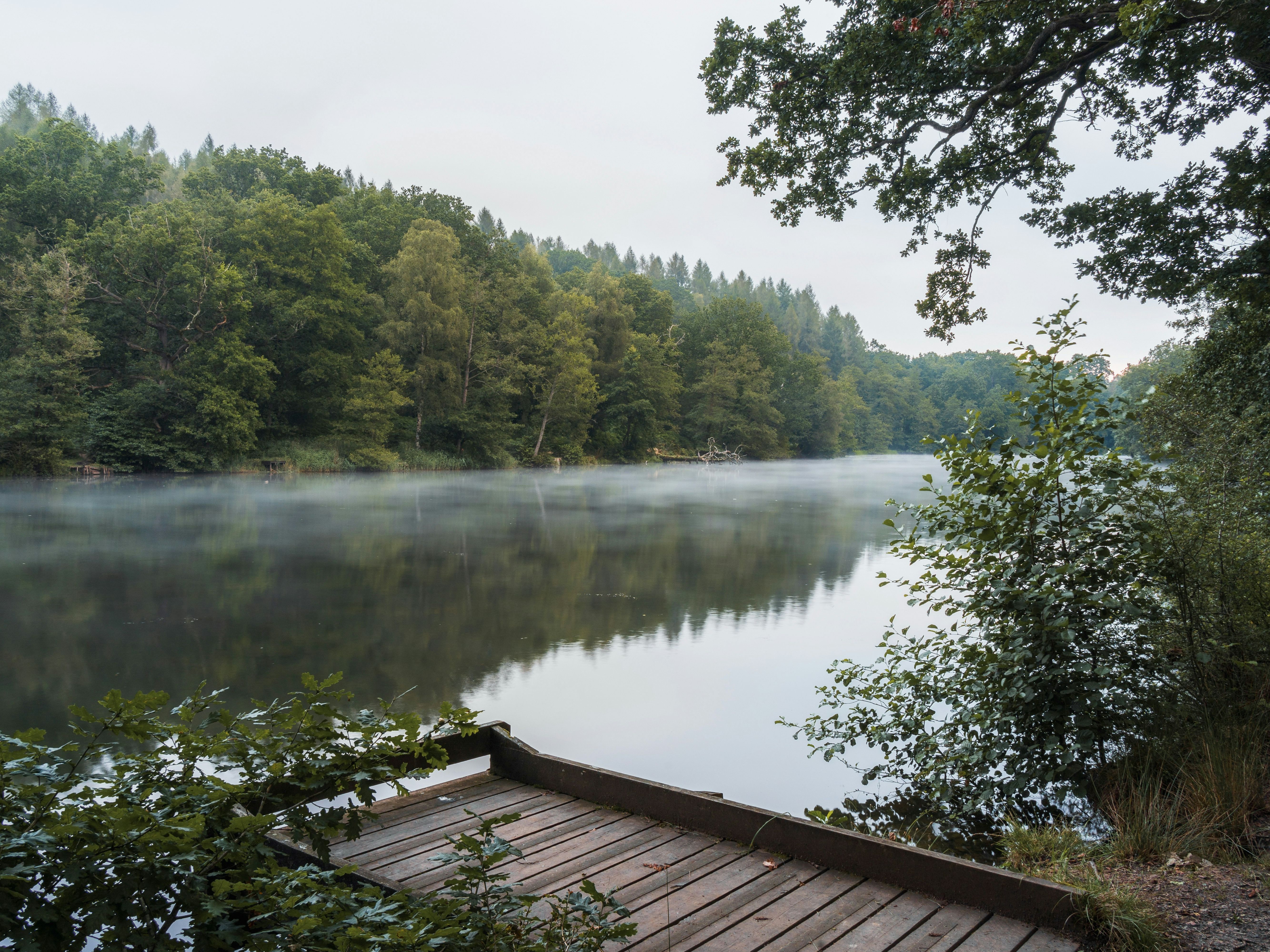 Wooden dock by a calm river surrounded by dense green forest with mist on the water