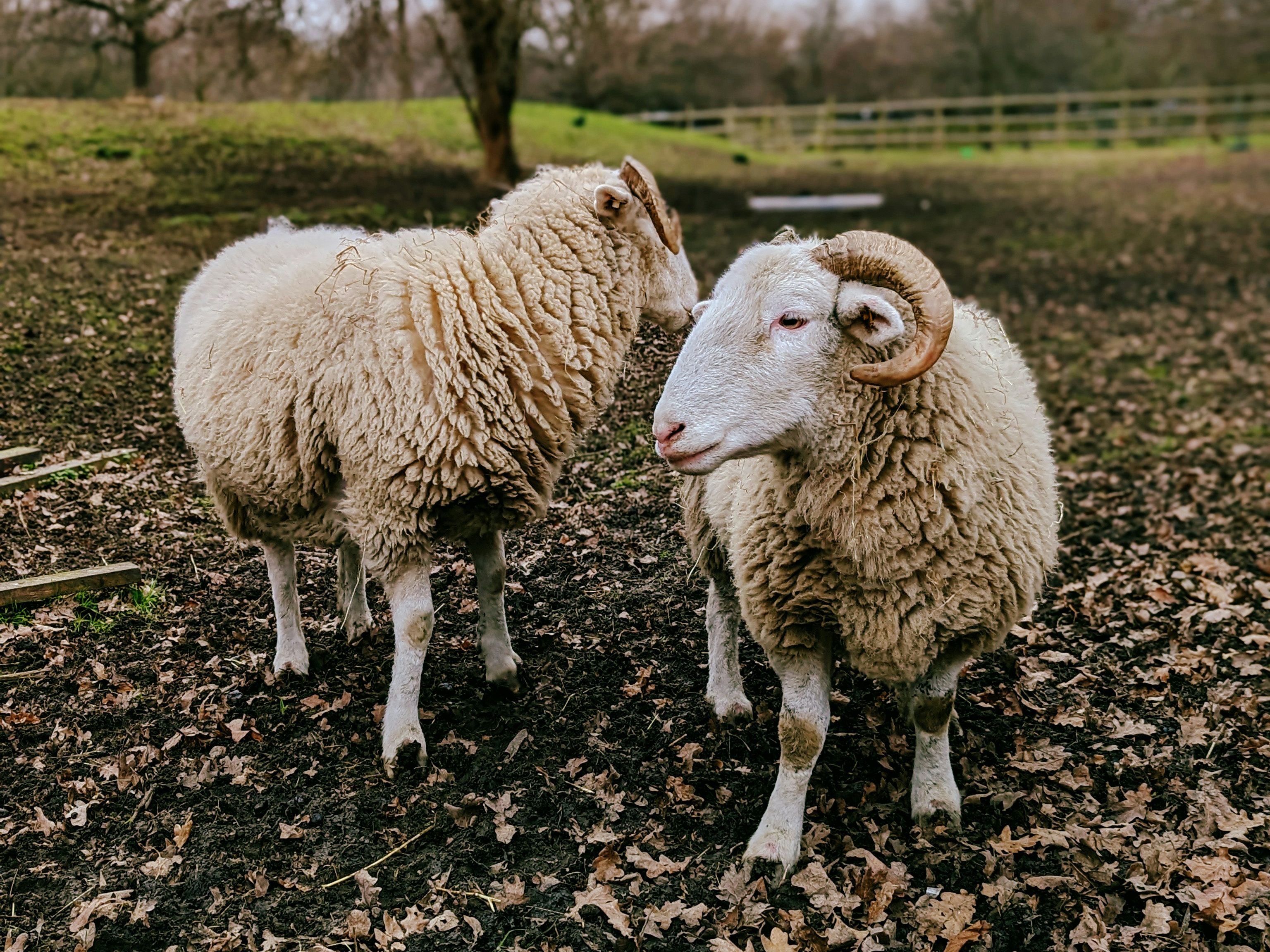 Two sheep standing on a muddy field covered with fallen leaves, one with curled horns