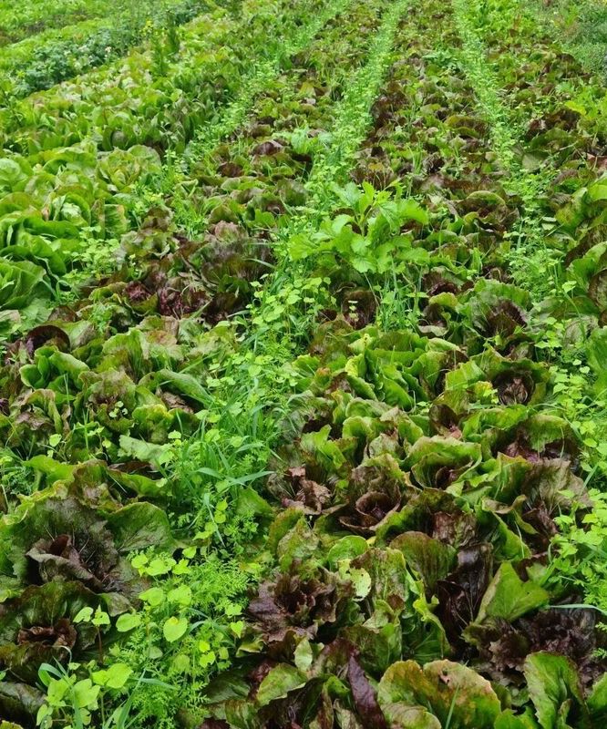 Rows of leafy green and red lettuce growing in a vegetable garden or farm field.