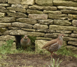 Partridges in the drystone wall