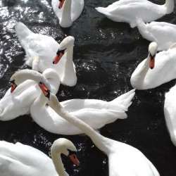 Swans on The Thames