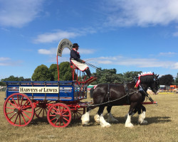 Country file fair shire horses