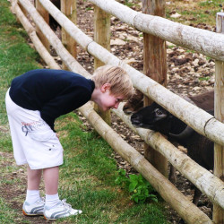Adam Henson's Park Farm goats