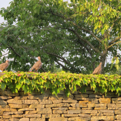 Partridges on top of a wall