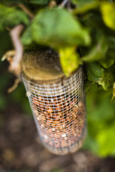 Bird feeder