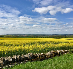Rape flower field The Cotswolds