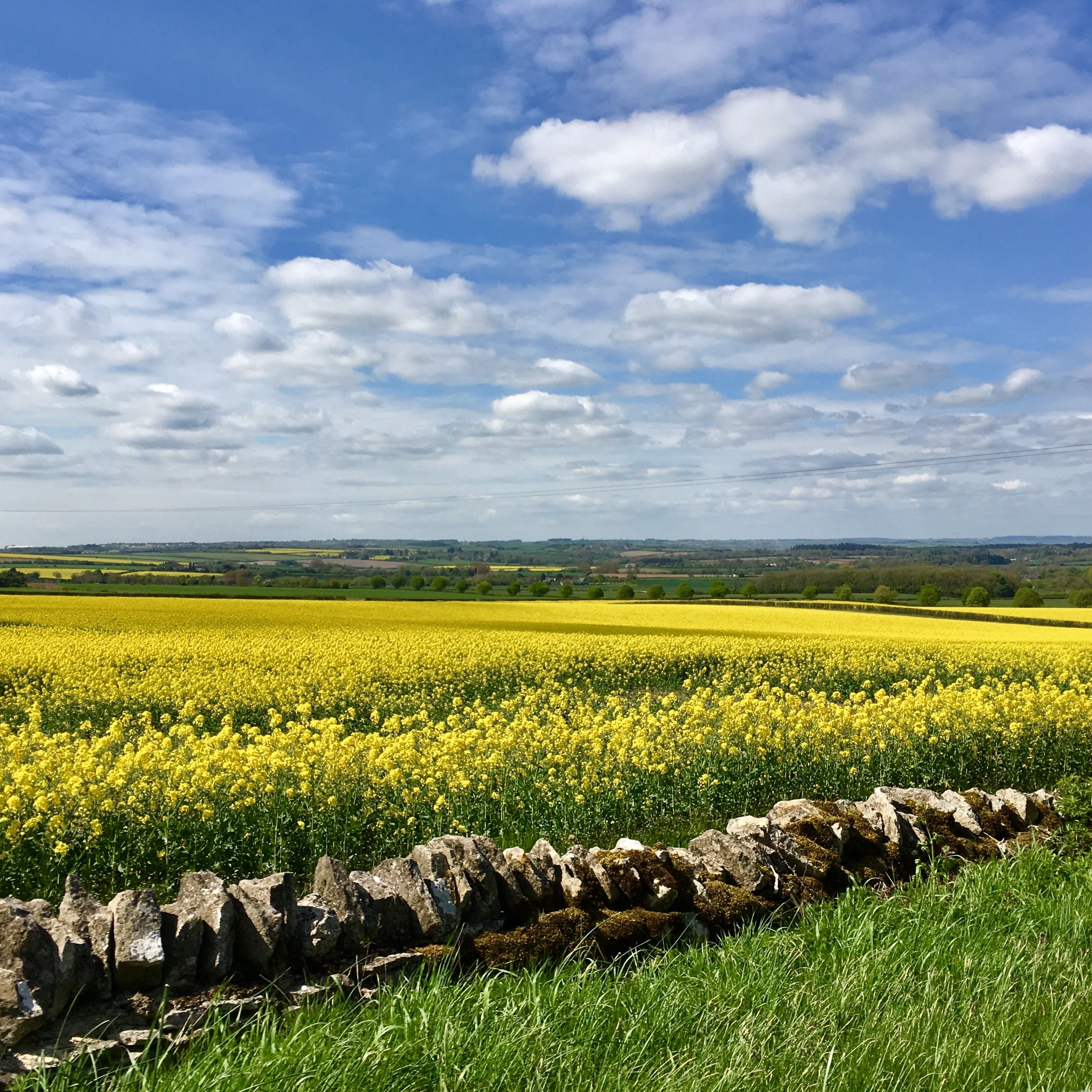 Rape flower field The Cotswolds