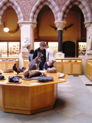 The natural history museum Oxford
