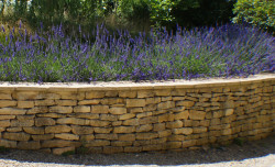 Lavender hedge at Culls Cottage