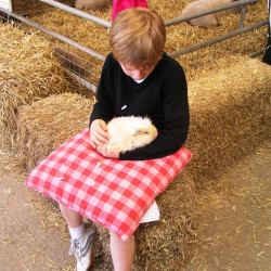 Adam Henson's farm guinea pigs