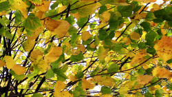 Autumn leaves