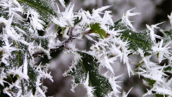 Holly with ice