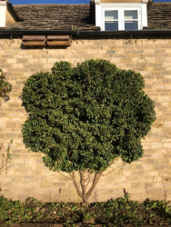 Ivy tree The Chestnuts