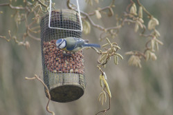 Blue tit on the bird feeder Culls Cottage