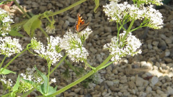 Butterfly on flowers Culls Cottage