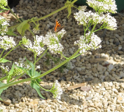 Butterfly on flowers Culls Cottage